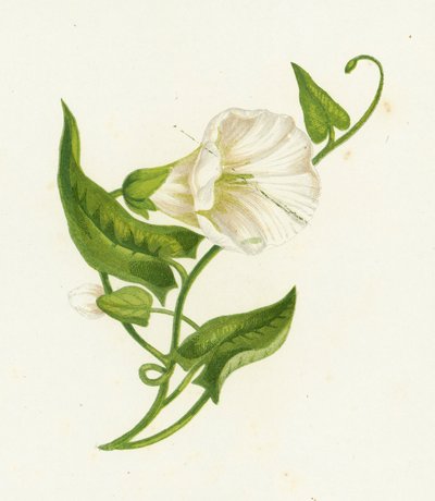 Great Bindweed by English School